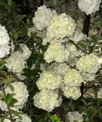 ľ����ʢ����������С������ʥ�أ����ų�Ƭ��