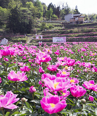 ��ҩ��������ʯ��.������ͷ��