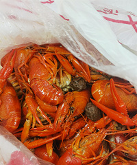 �������ʲô���������������ı�����Ϻ