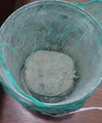 ���棡��һֻ����β��������