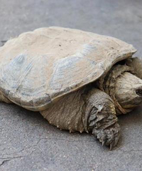 ���棡��һֻ����β��������