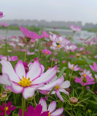 �������Ļ���