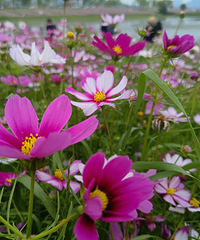 �������Ļ���