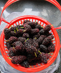 [�����ʲô]ɣ驴󲿷ֶ������