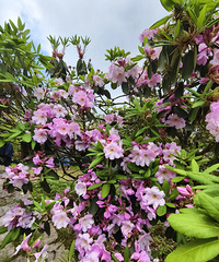 ��������¡�����������������һ�����ջ���