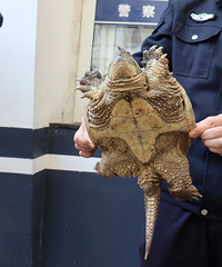 ���ִ��ڹ꣬ǧ������������ɡ������Դ��������