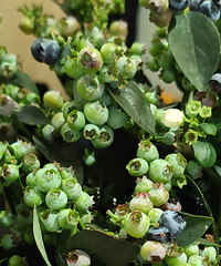 �����Ĺ���