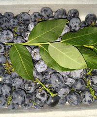 ˮ���������ݮ������