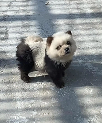 Ц���ˣ�����̩�ݶ���԰�ù�ð����è�����ѣ���ô���ﹷ����