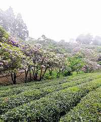 ��̨�ƽ��ž���ʢ�������ɺ���Ҳ��Ƭ