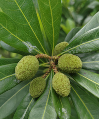 ������÷�������ұ��ض���Ҫ�ڶ�������