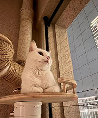 è��ƭ�߸���ͱ�ǿ�飬���ϻ�è