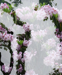 ��̨�����ž黨����������ɽ����~