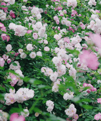 @�ٺ��ˣ���ġ�Ǿ�����ˣ�