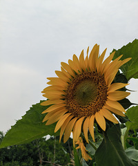 ��ɽҰ�䡿ʮ����ɽԶ����ƽ·��ɳ