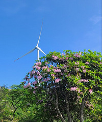 �ɾӹ��������ڵ���Ȼ�ƽ��ž���