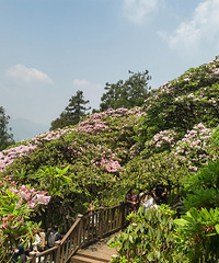 ����ɽ���ƽ��ž飬ͩ�ع��ۺ���ɽɫ