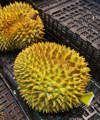 �������ʲô��ĸ�׽���ʳ����