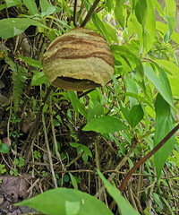 ���㲽��ѵ��������һ��һ�׶೤�Ĳ˻���