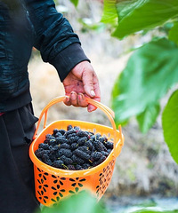 ���ٺú��� | ���ٻ���ժɣ�ء��ݹ���......