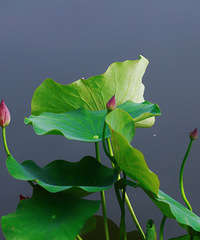 С����¶����