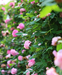 С��ӯ����������ʱ��520�Ƽ�һ������֮�ã�