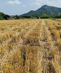 �����������ո���������ͷ