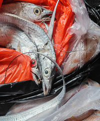 [�۸���]��������ÿ������϶��й��ӣ���һ��һ��������