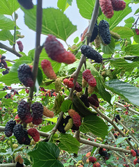 91��������Ѱ�������������һ��