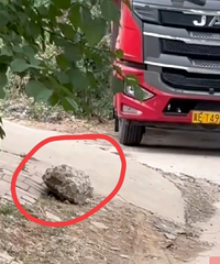 ����һ���µ����복������ʯͷǰ������֧�ܶ���