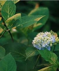 ���ſڵġ�Ī�λ�԰�����°��ȥ���뻭��