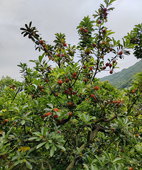 ͬ���Ĺ�����ʽ��һ���̿�ѷ��죬��һ�껹���