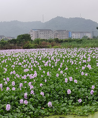 ������ˮ������