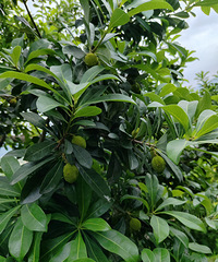 ��÷��ͷ֮����������������ǿƼ���ݻ�