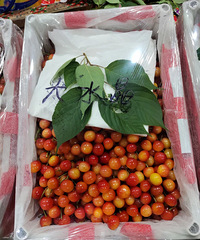 ����ʽ�µ���10Ԫ/�̨����ץ������Ҫ������