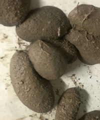 ����ģ�������ʶ��