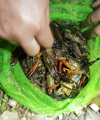 ץϺ����һ�����������