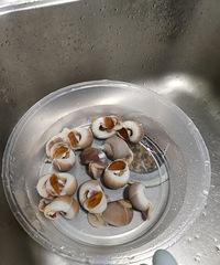 �������ʲô��55һ���è���ݹ���