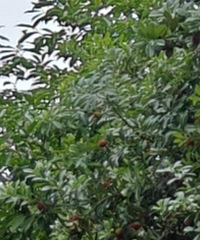 ������С��ժ����÷���Ѿ�������