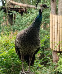 92�ٺ��˶��ӽ������������ѹ��������ý���