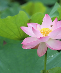 ���ɡ��㣬ֻ��������·���ͺɻ�����