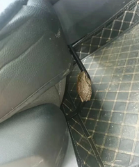 ���Ϸ������զ�죿