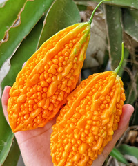 ����֦�ϡ����ǡ���̹ϡ���