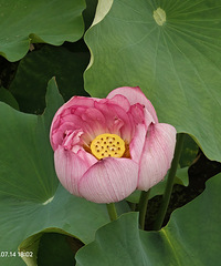 ��ɽ�����������ţ��������м����ŵ�������