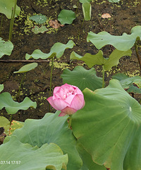 ��ɽ�����������ţ��������м����ŵ�������