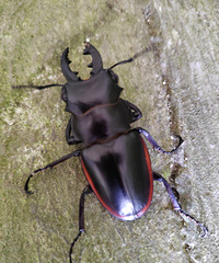 ����ʲô�棿