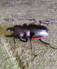 ����ʲô�棿