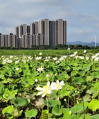 �������ɻ�ʢ��������Ϯ��