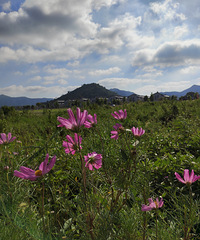 �������ɻ�ʢ��������Ϯ��