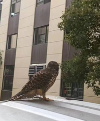 �ȵ��ܲ������ˣ�����ֻ���ڳ���Ъ�½ţ�ȴ������ץס���ء���